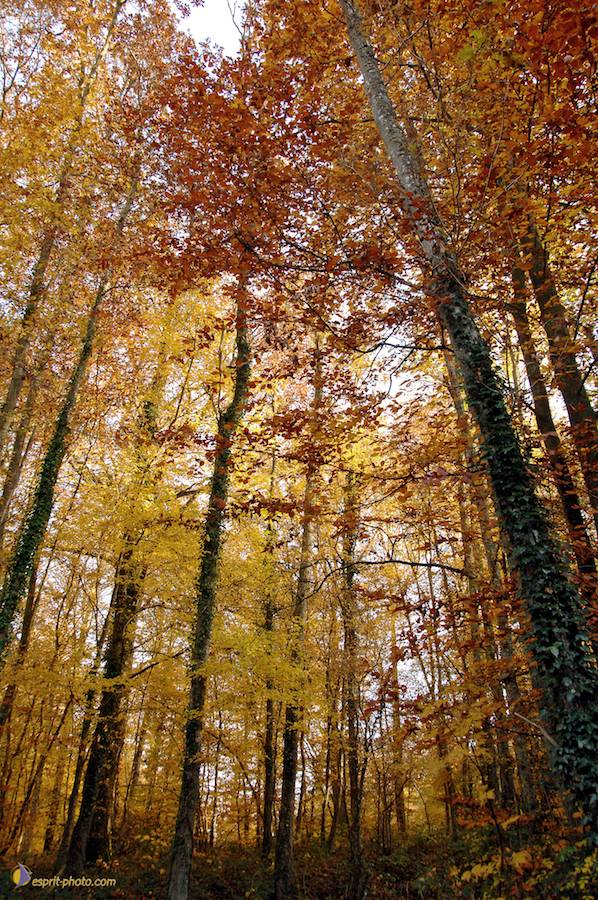 Nom de l'image : E2067738_1_(c)Norbert-JUNG — Description :